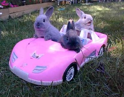 bunny_car.jpg